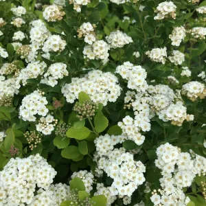 Tor Birchleaf Spirea